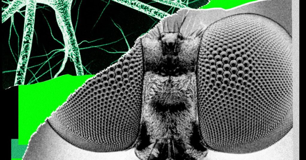 I Taught a Fly's Brain to Create WIRED Article Concepts